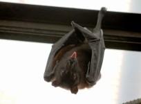 Dog-faced bats
