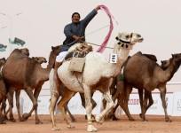 King Abdulaziz Camel Festival