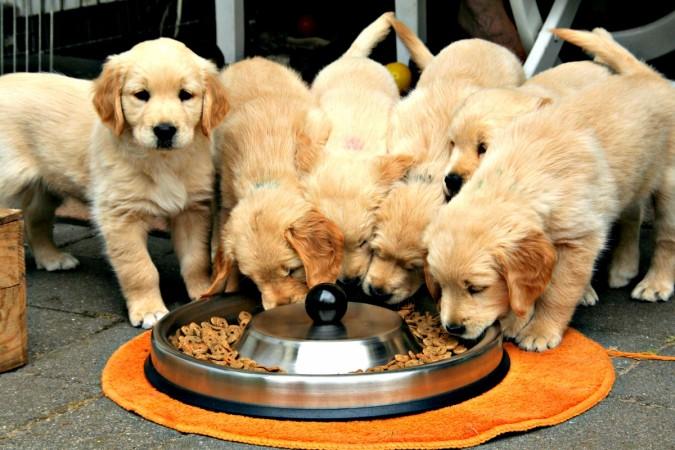 Representational image. dogs