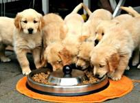 dogs