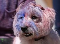 maltese terrier dog
