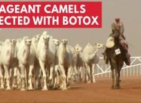 12 Camels disqualified from beauty contest for receiving botox injections