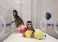 Cloned monkeys
