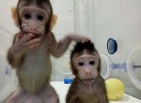 Cloned monkeys