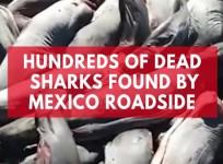 Hundreds of dead sharks found by Mexico roadside