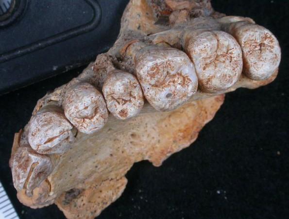 A close-up view of the teeth accompanying the left maxilla of human remains from Misliya Cave in Israel, the oldest remains of our species Homo sapiens found outside Africa, is provided in this photo released on January 25, 2018. human remains from Misliya Cave in Israel