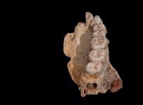 human remains from Misliya Cave in Israel