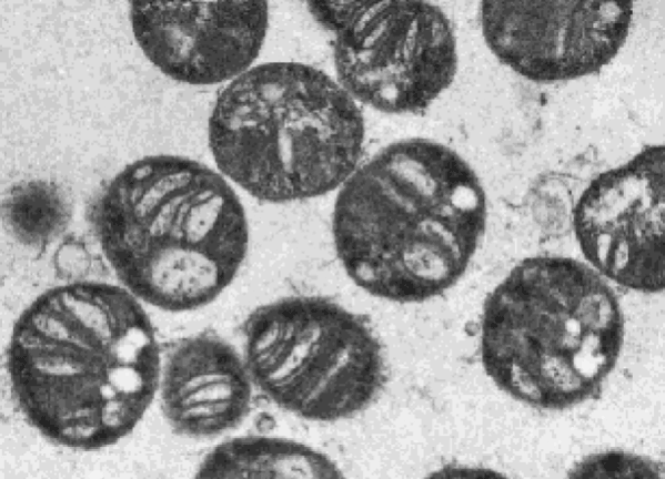 Methylococcus capsulatus cultured in the presence of a high concentration of copper. microbe