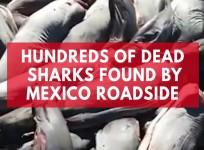 Hundreds of dead sharks found by Mexico roadside