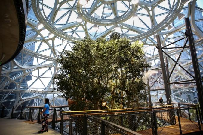 A walkway surrounds a 49-feet tall Ficus rubiginosa tree, nicknamed A walkway surrounds a 49-feet tall Ficus rubiginosa tree, nicknamed
