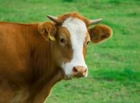 cow,
