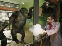 Chimpanzee