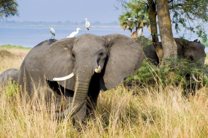 Mammals are changing their way of life just to avoid humans Mammals and birds