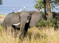Mammals and birds