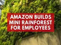 Amazon creates mini rainforest for its employees