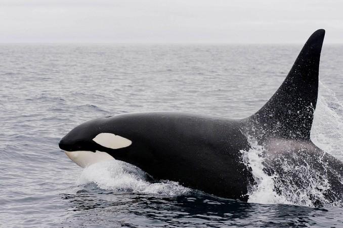 killer whale, orca,