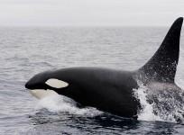 killer whale, orca,