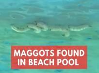 Maggots found in Sydney beach pool