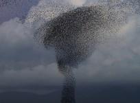 starling birds, flock, weird,