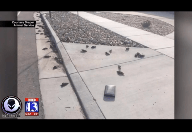 starling, dead, birds, weird,