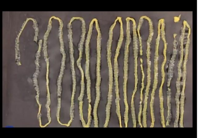 Representational Image tapeworm, giant tapeworm,