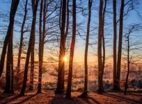 Trees sweat