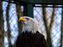 bald eagle
