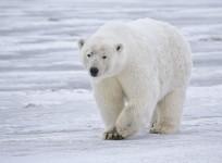 Polar bear