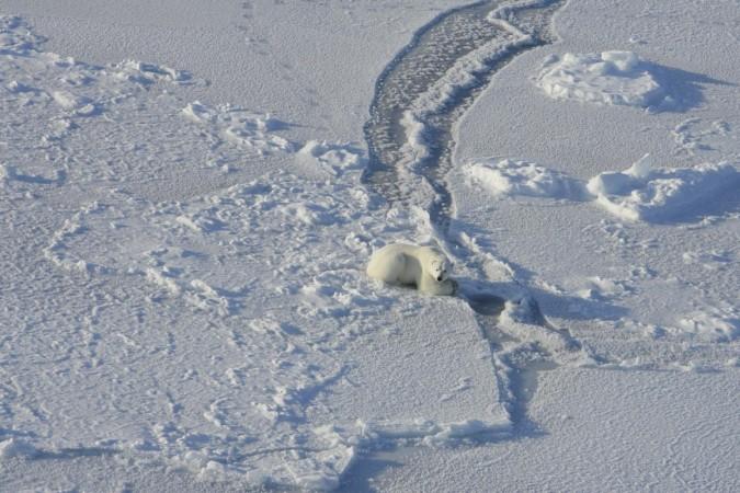 This is a polar bear still-hunting at a seal hole on the sea ice of the southern Beaufort Sea. Polar bear