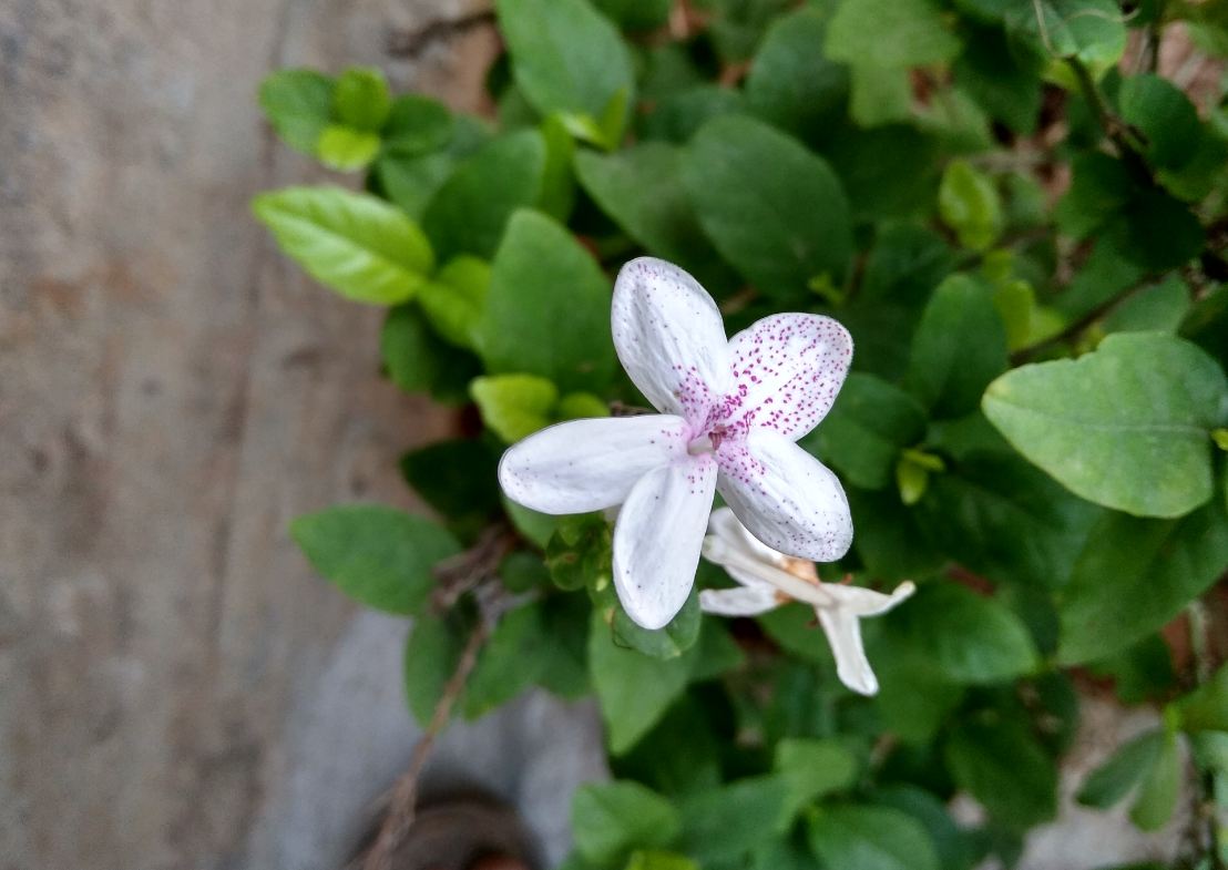 Xiaomi, Redmi 5A, review, camera, performance, battery