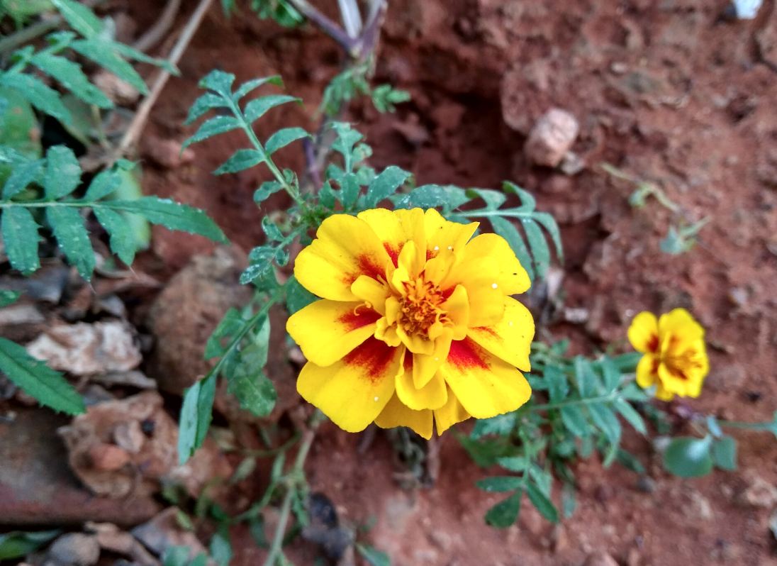 Xiaomi, Redmi 5A, review, camera, performance, battery