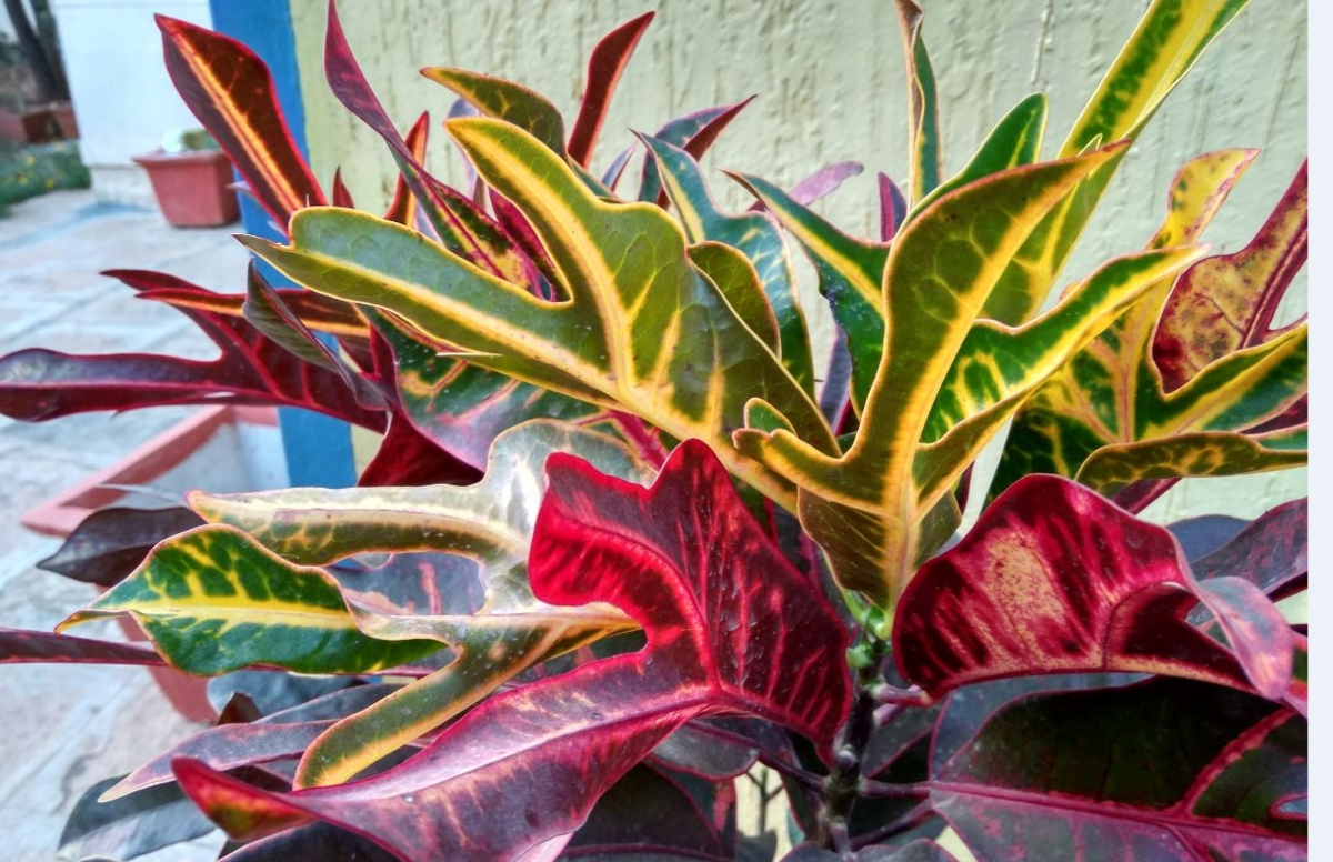 Xiaomi, Redmi 5A, review, camera, performance, battery