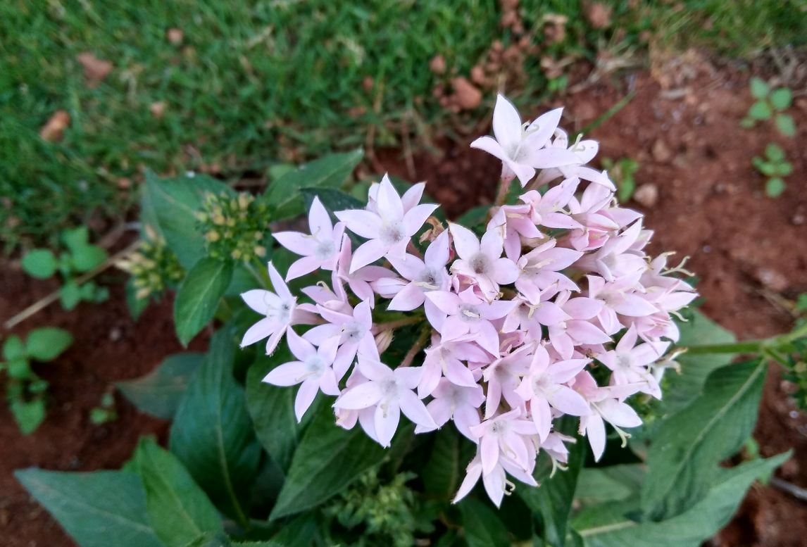 Xiaomi, Redmi 5A, review, camera, performance, battery