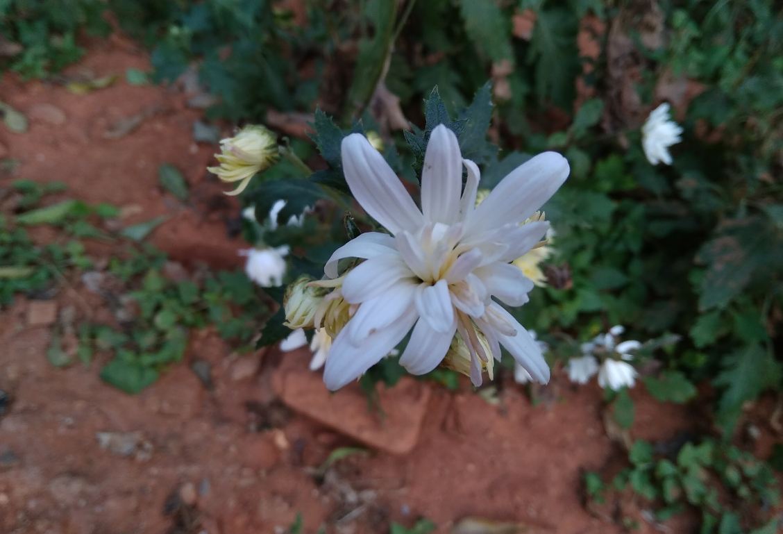 Xiaomi, Redmi Y1, review,camera, design,performance, price, specifications, availability