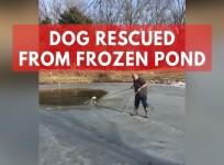 Dog latches onto rope with its teeth to get free of frozen pond