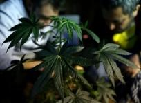 marijuana