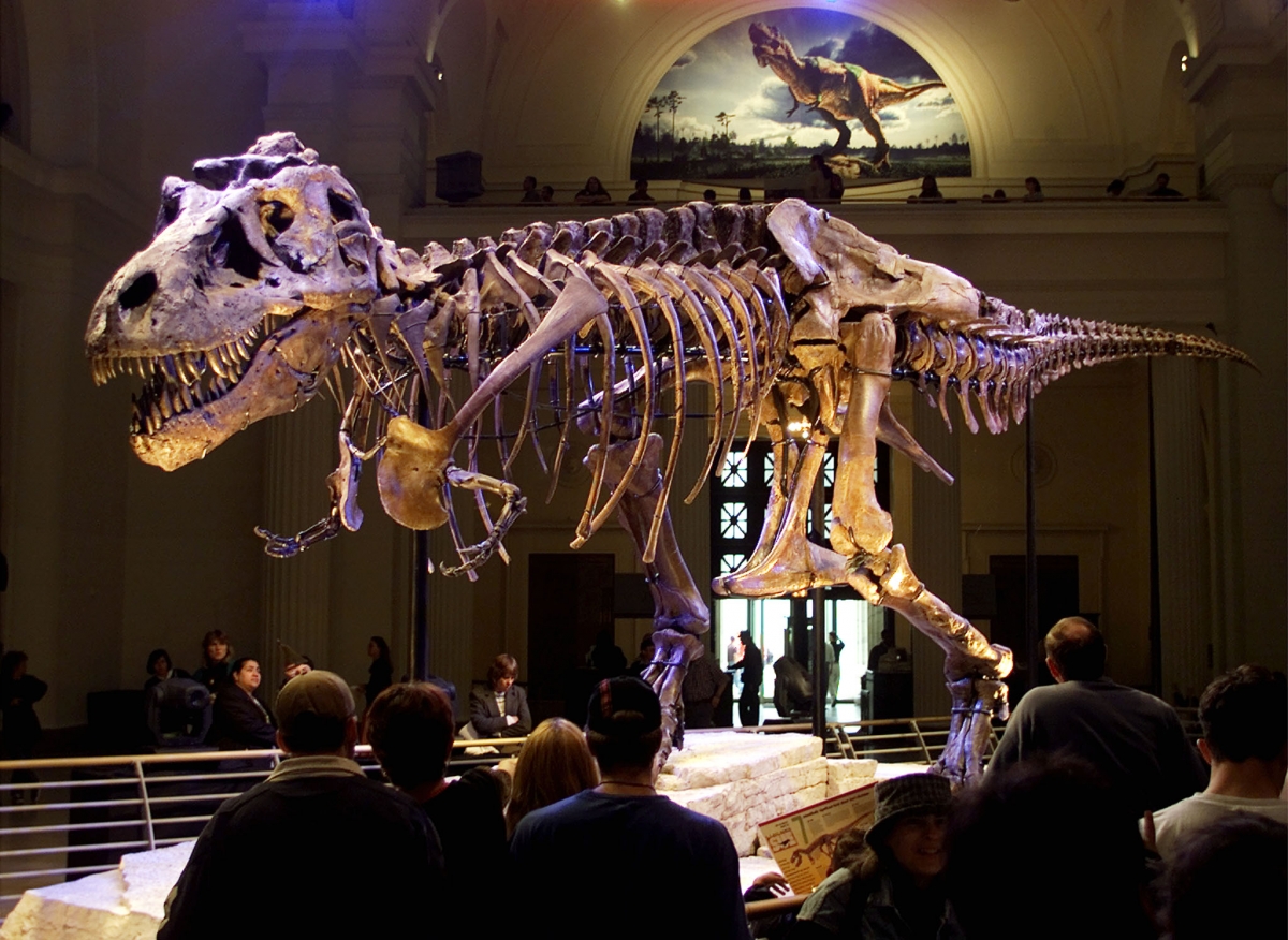Field Museum of Natural History to move Sue  the T  Rex  to 
