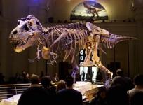 Sue the T. Rex