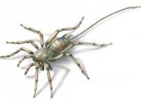 Ancient spider-like creature