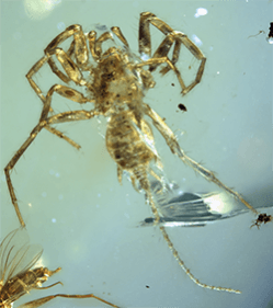Ancient spider-like creature with a tail Ancient spider-like creature with a tail
