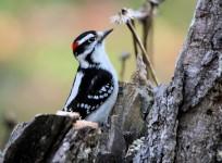 woodpecker