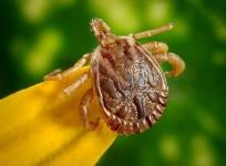 Cayenne tick