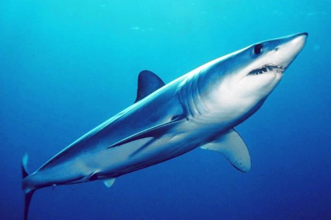 Shark Week 2018 will explore mega sharks in several specials. Here is a picture of the shortfin mako shark for Representational purpose. The shortfin mako shark