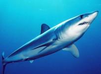 The shortfin mako shark