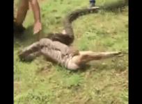 Giant python swallows deer