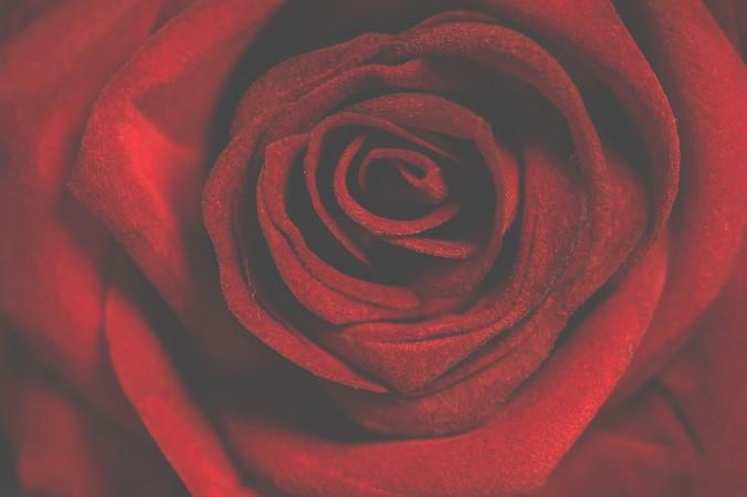 rose,