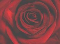rose,