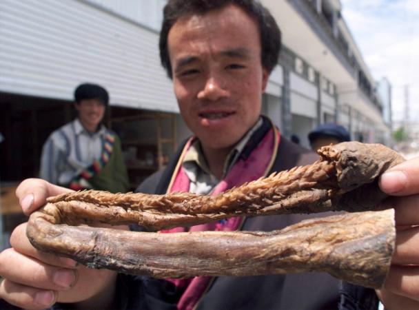 In picture: An ethnic Tibetan man holds up a dried tiger penis to be sold in a market in Lijiang, a city in China's southwestern Yunnan province on May 3, 1999. Chinese believe ingesting tiger penis will increase a man's virility. The vendor said the tiger was poached in India and each penis cost 1,200 yuan (about US$145). Tigers have been hunted to near extinction by poachers, and all subspecies have been declared endangered. Traditional Chinese Medicine