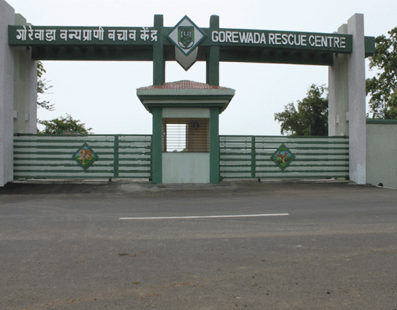 In picture: Gorewada Rescue Centre and Zoo in Nagpur, Maharashtra, India. Gorewada Rescue Centre and Zoo