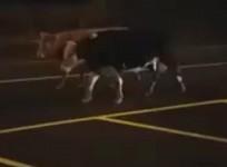 Cows escape paddock causing moohem in Ireland